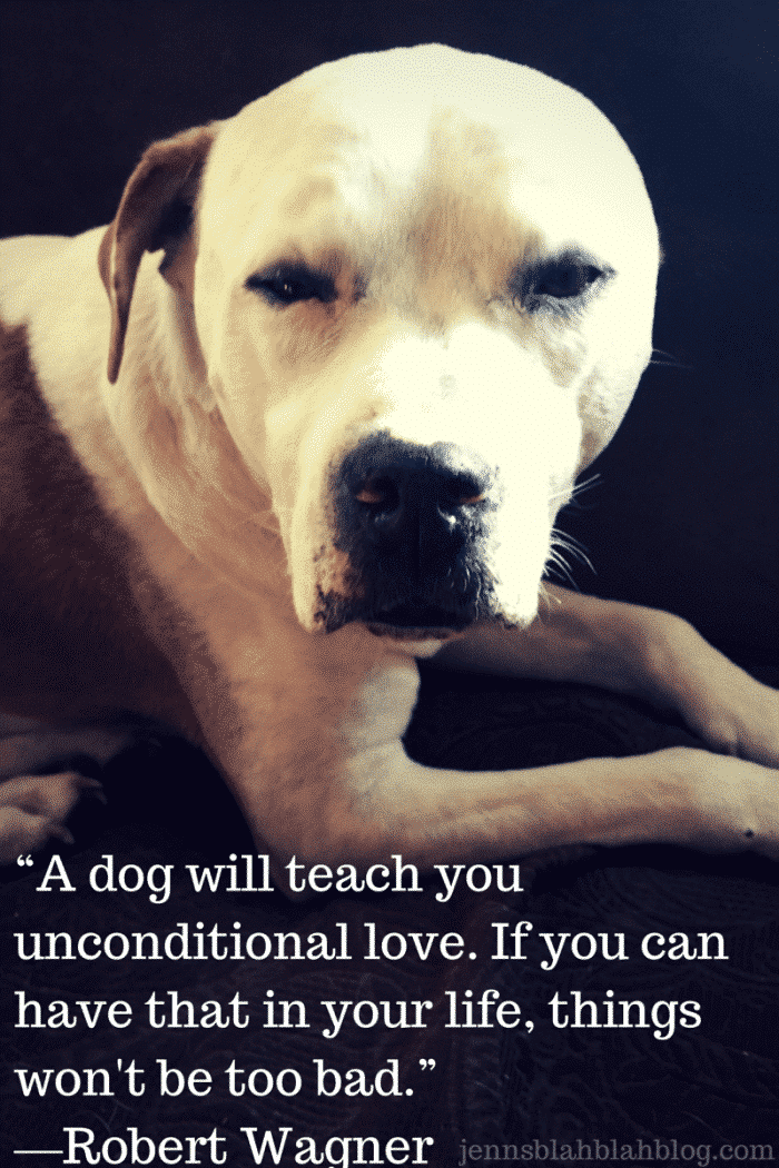 “A dog will teach you unconditional