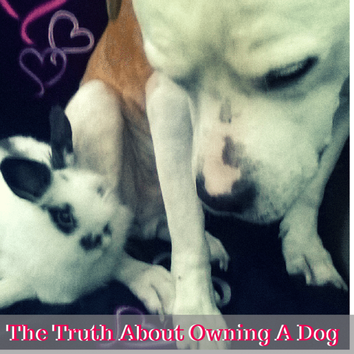 The Truth About Owning A Dog
