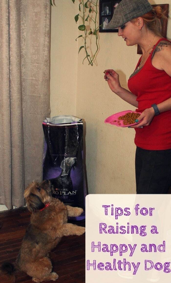 Tips for Raising a Happy and Healthy Dog Nutrition Matters