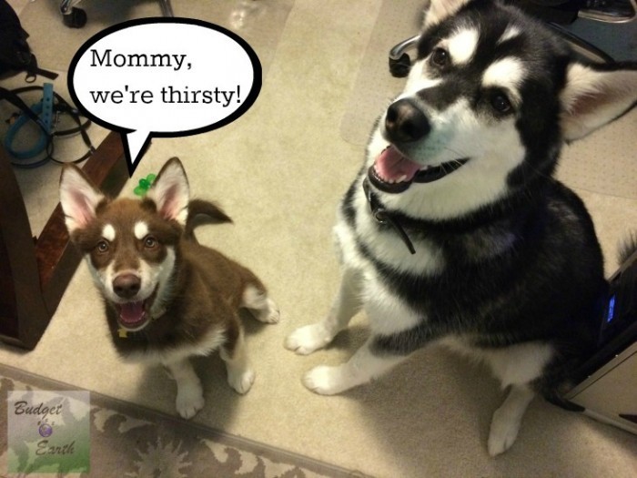 THirsty-Dogs