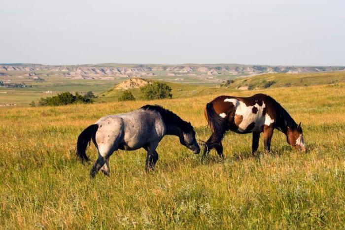 The Back Hills Wild Horse Sanctuary in Hot Springs South Dakota