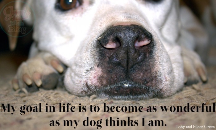 choose a great dog