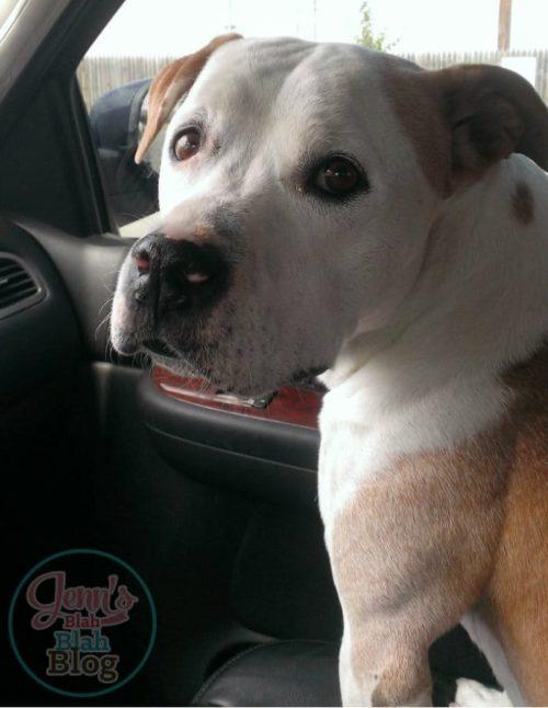 Get Your Pet Medication At Walgreens! WalgreensRX shop Jenns Blah