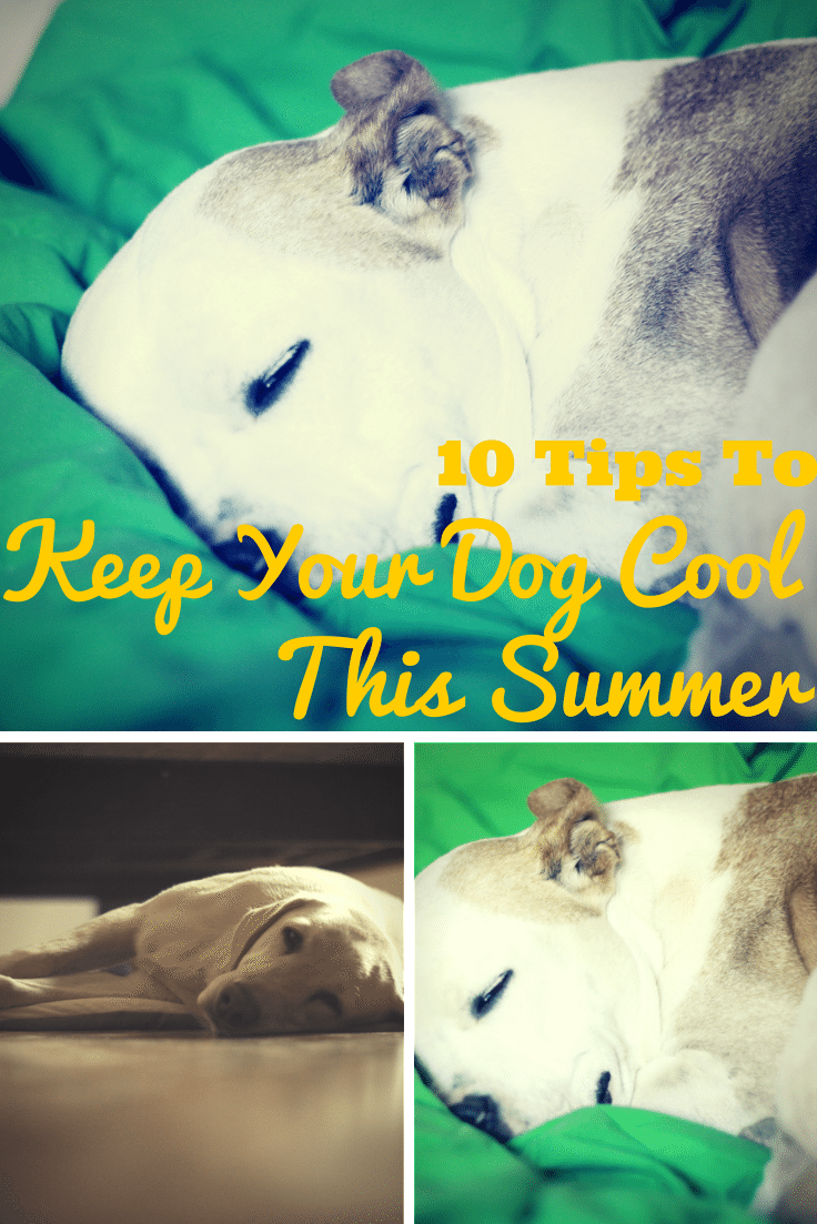 Ten Tips To Keep Your Dog Cool This Summer